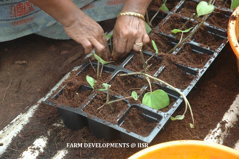 HT Planting meterial production 2.jpg